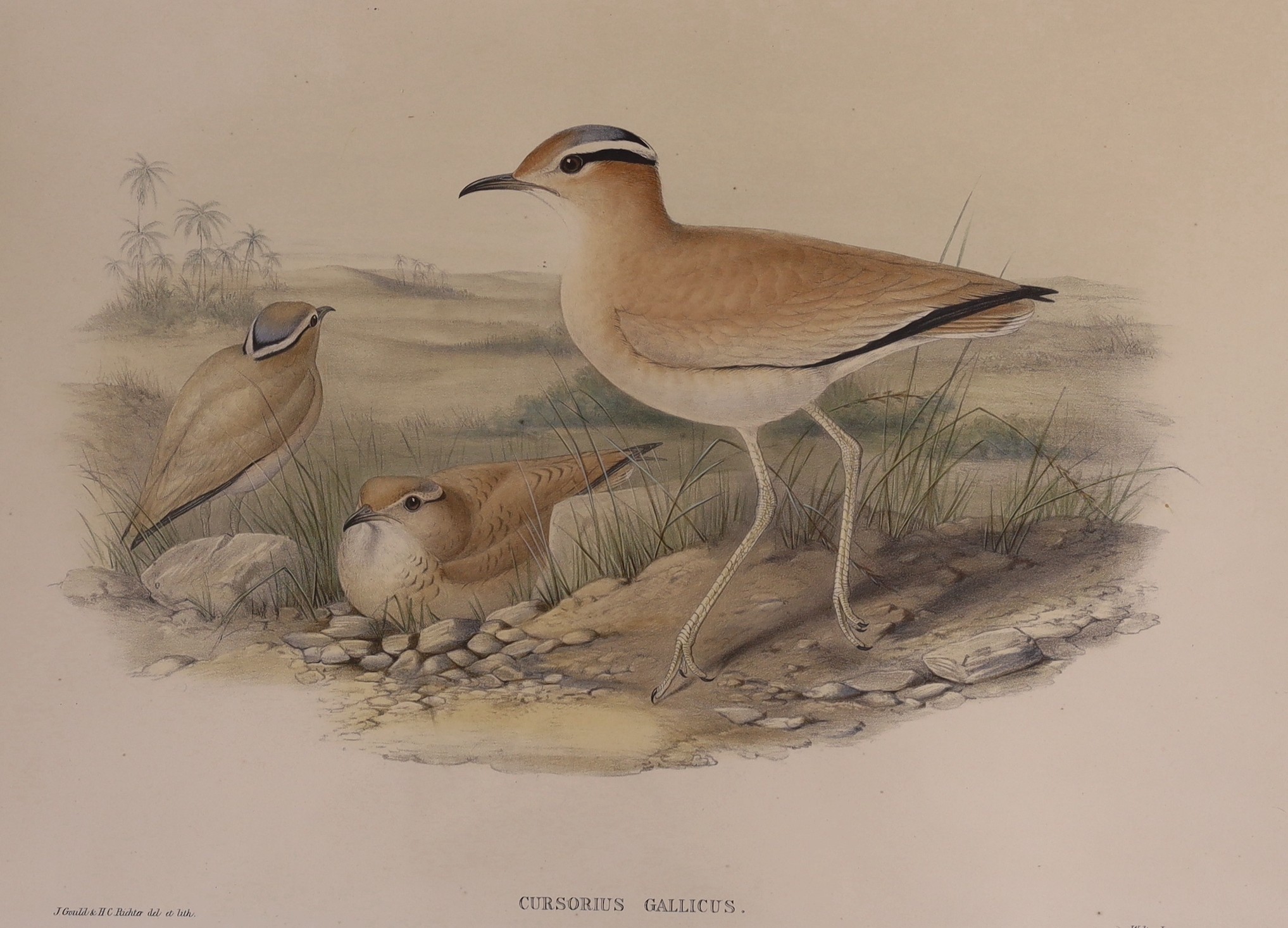 After John Gould, J. Wolf & H.C.Richter, six assorted colour lithographs from The Birds of Great Britain, largest 53 x 36cm